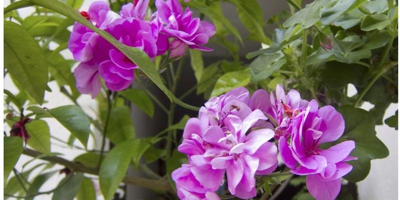 Nuestra Señora de las Nieves de Mirasierra acoge este sábado el concierto de primavera de la Coral Nuestra Señora de las Nieves