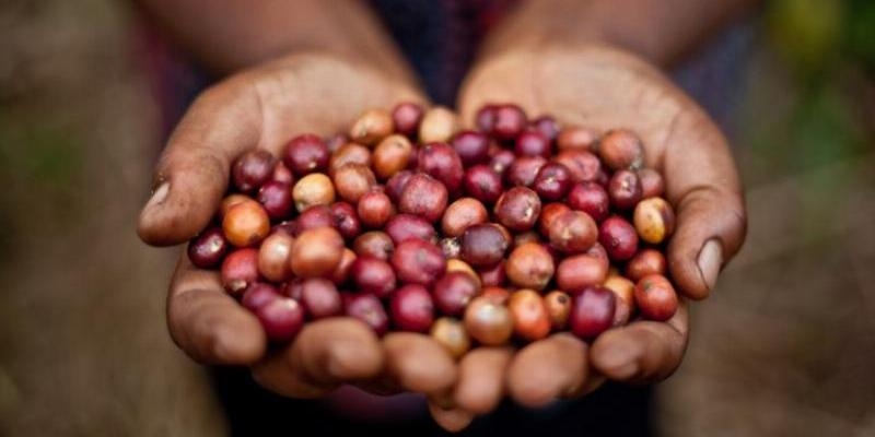 Cáritas y la Coordinadora Estatal de Comercio Justo lanzan una invitación a consumir de forma responsable y solidaria