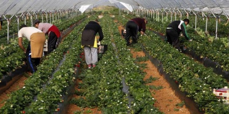 Cáritas presenta un informe sobre vulneración de derechos en temporerismo agrícola, hostelería y empleos del hogar