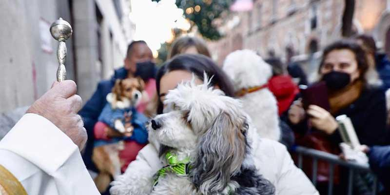 Nuestra Señora del Carmen de Pozuelo celebra san Antonio Abad con la bendición de mascotas