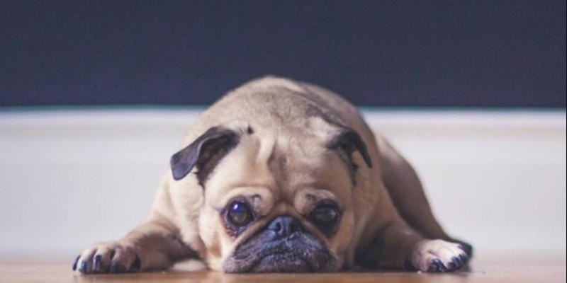 María Madre del Amor Hermoso de Villaverde Bajo honra este domingo a san Antón con bendición de mascotas