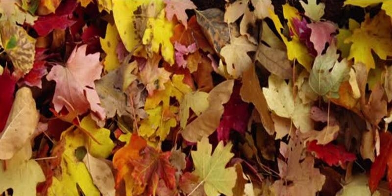 La iglesia en Madrid concluye el 'Tiempo de la creación' con una salida a la Casa de Campo