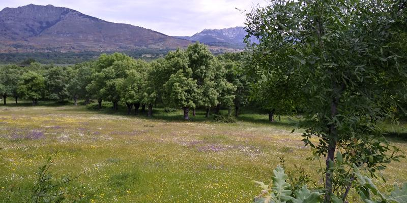 La diócesis de Madrid celebra el Tiempo de la Creación