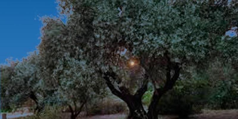 La Fundación Olivar de Castillejo acoge un concierto de piano y voz a beneficio de la Fundación Pan y Peces