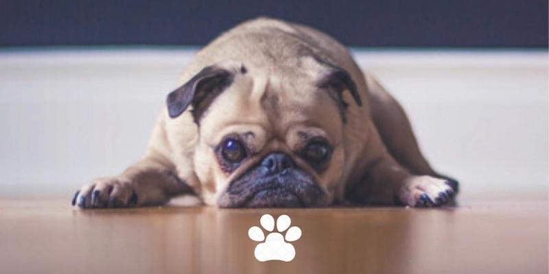 María Madre del Amor Hermoso de Villaverde Bajo bendice mascotas en la fiesta de san Antonio Abad