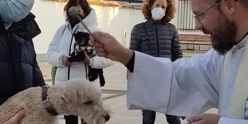 Villanueva del Pardillo mantiene la bendición de animales y el reparto de naranjas en honor a san Antón y san Sebastián